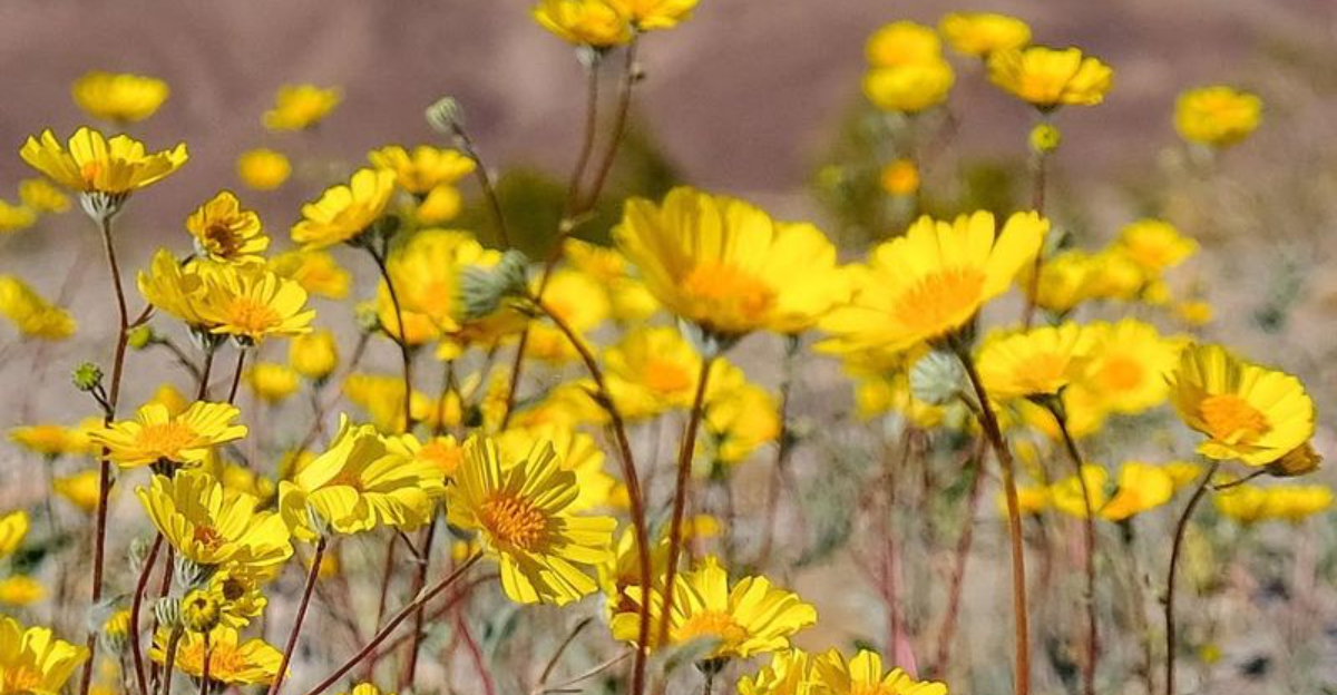 Why Californians Are Trading Lawns For Water-Saving Native Plants In 2025