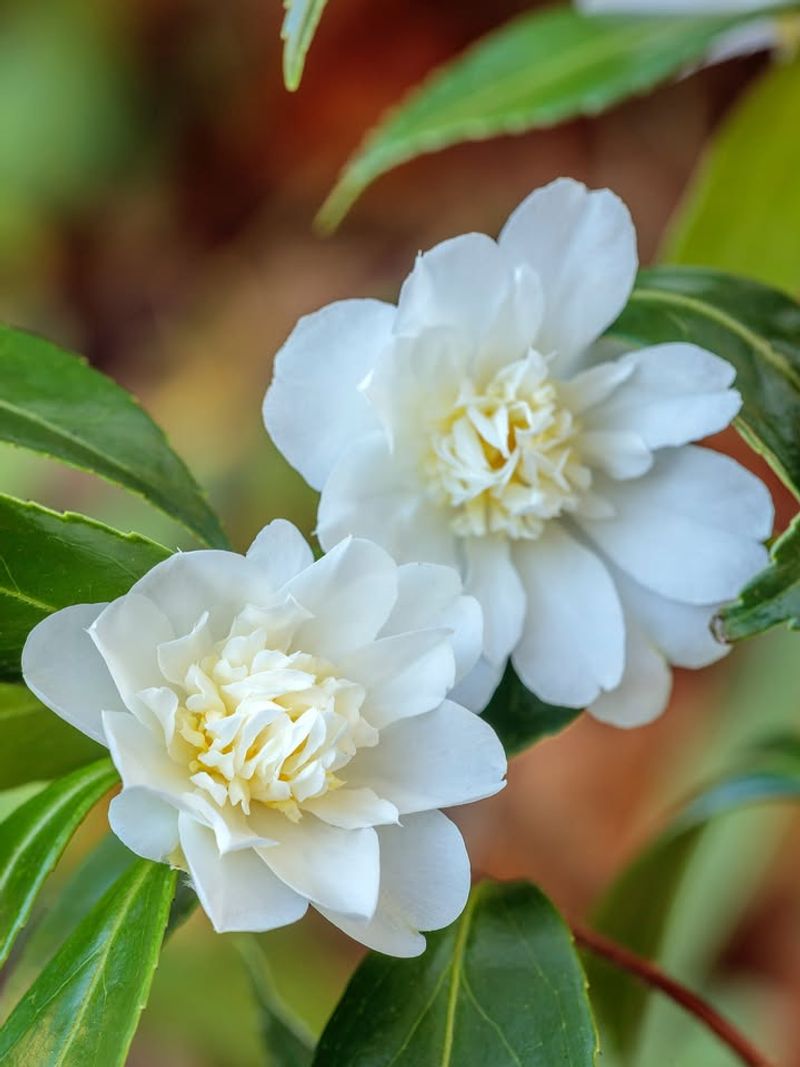 Camellias Bloom When Other Flowers Sleep