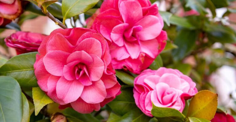 camellia (featured image)
