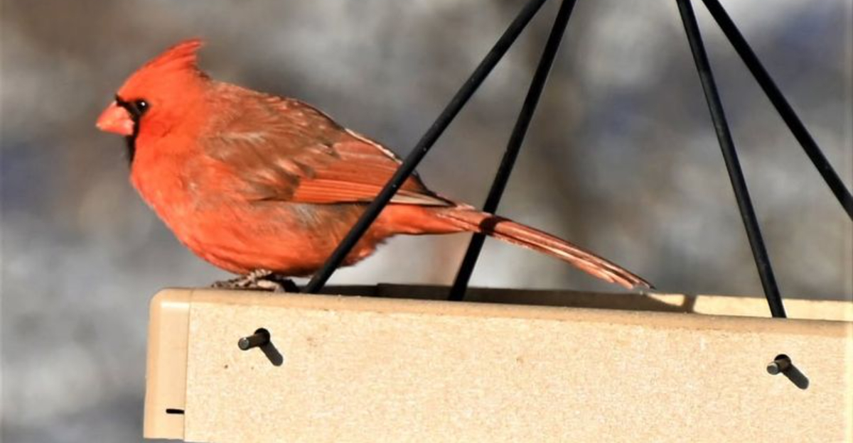 Why Cardinals Are Crowding Minnesota Backyard Feeders This Winter