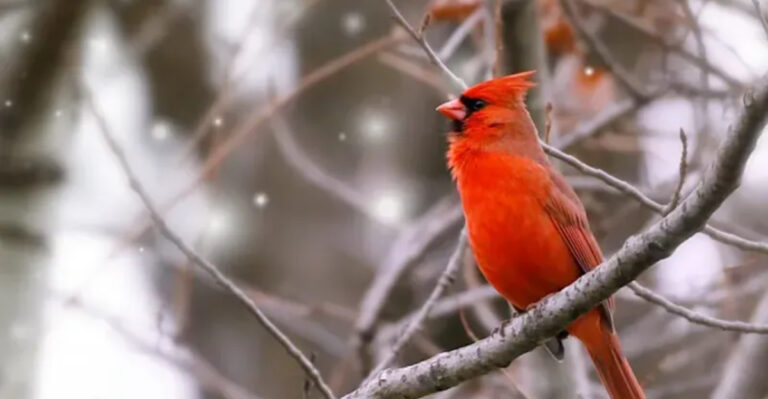 cardinal on branch in winter