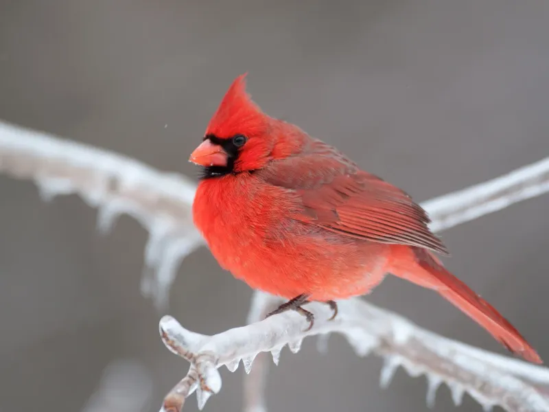 Cardinals Do Not Migrate South