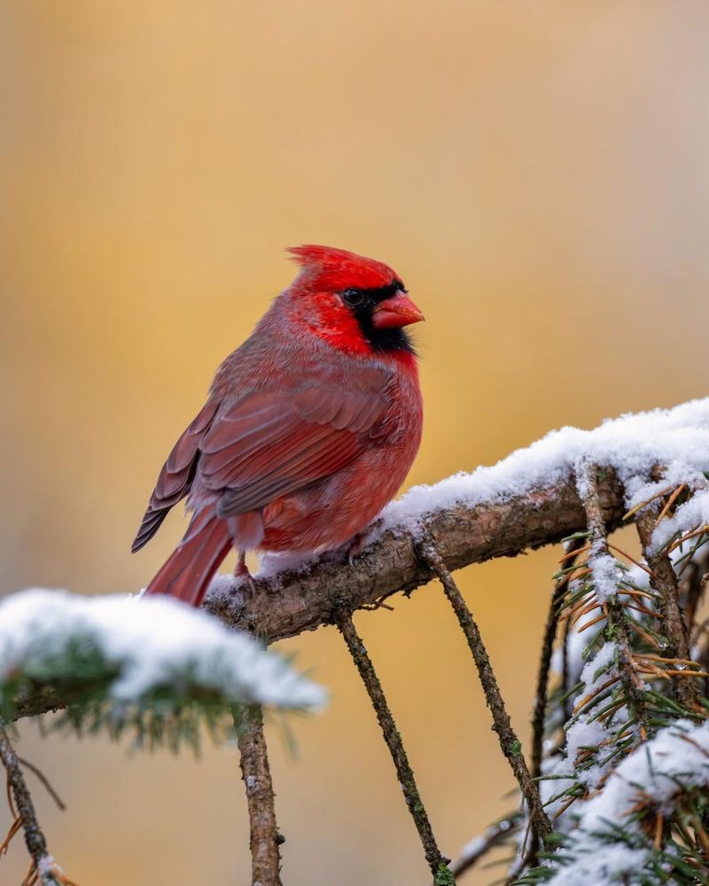 Abundant Food Sources Attract Hungry Cardinals