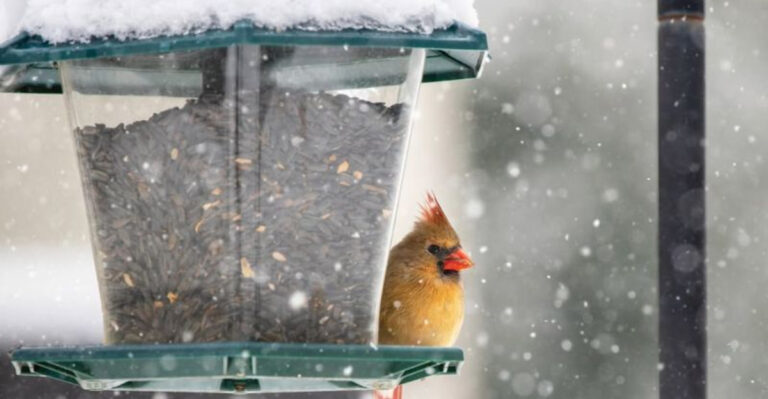 cardinal next to a feeder in winter
