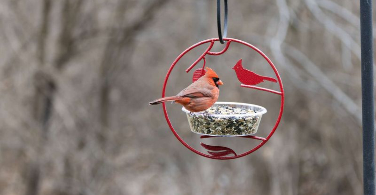 cardinal bird at feeder in winter
