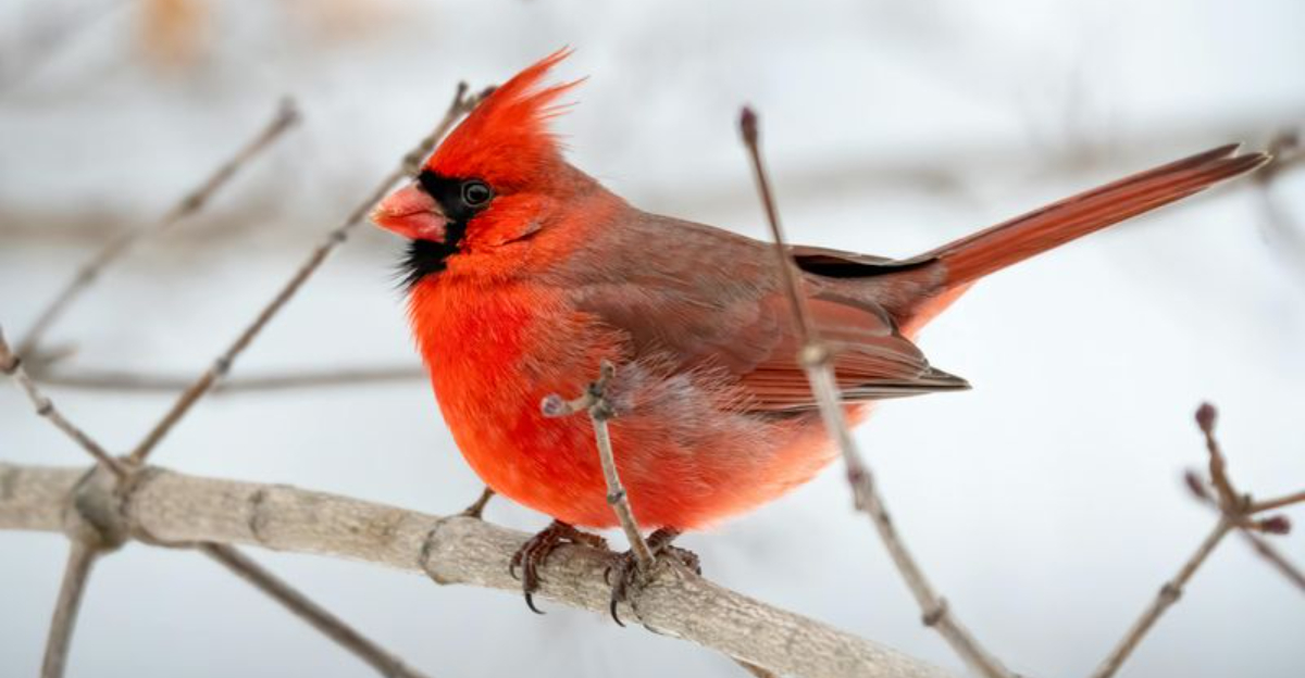 Why Cardinals Are Showing Up More Often At New Jersey Backyard Feeders