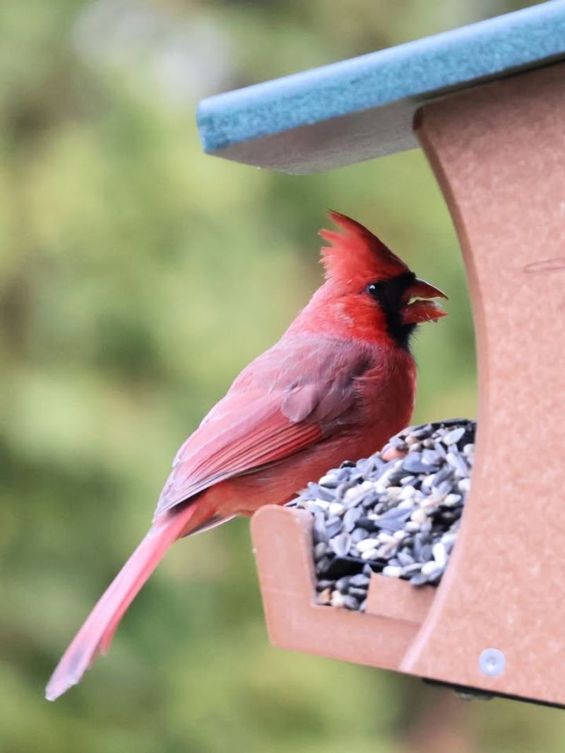 Winter Food Scarcity Drives Cardinals to Feeders