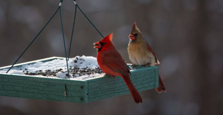 Cardinals (featured image)
