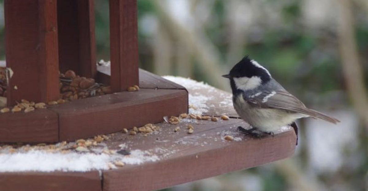 Why Chickadees Are Flocking to Wisconsin Backyard Feeders This Winter