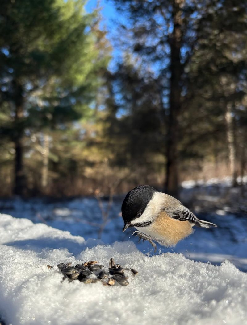 Natural Food Sources Have Dwindled In Forests