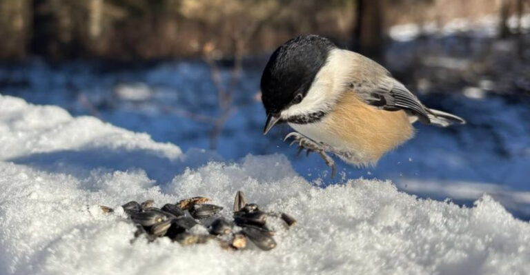 chickadee in winter