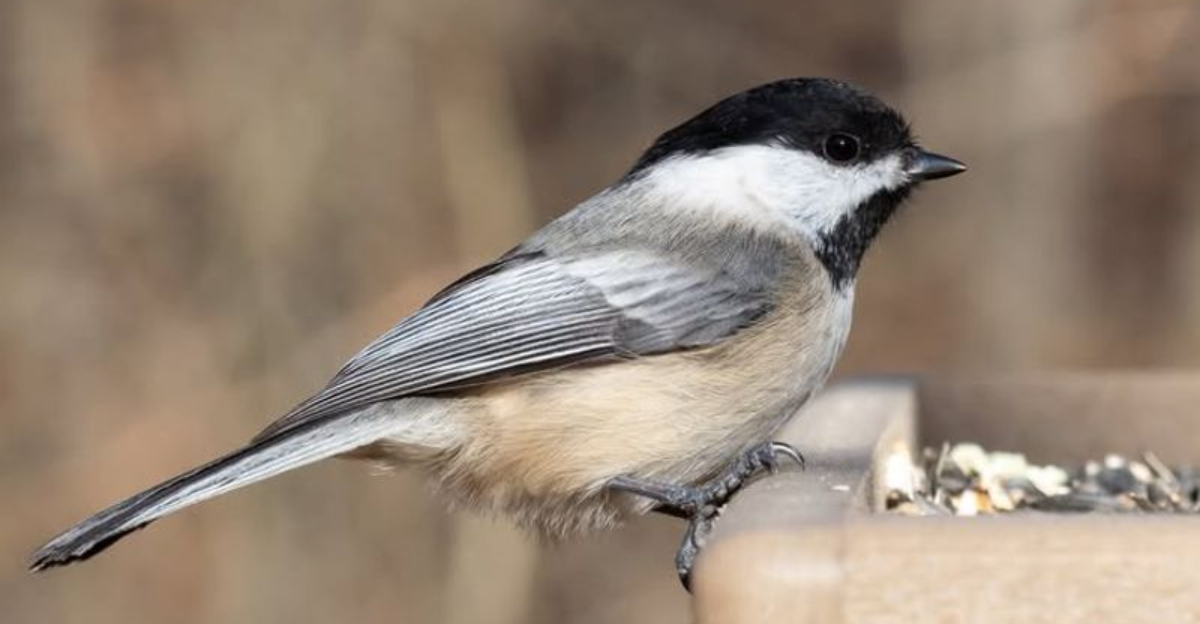 chickadee on bird feeder