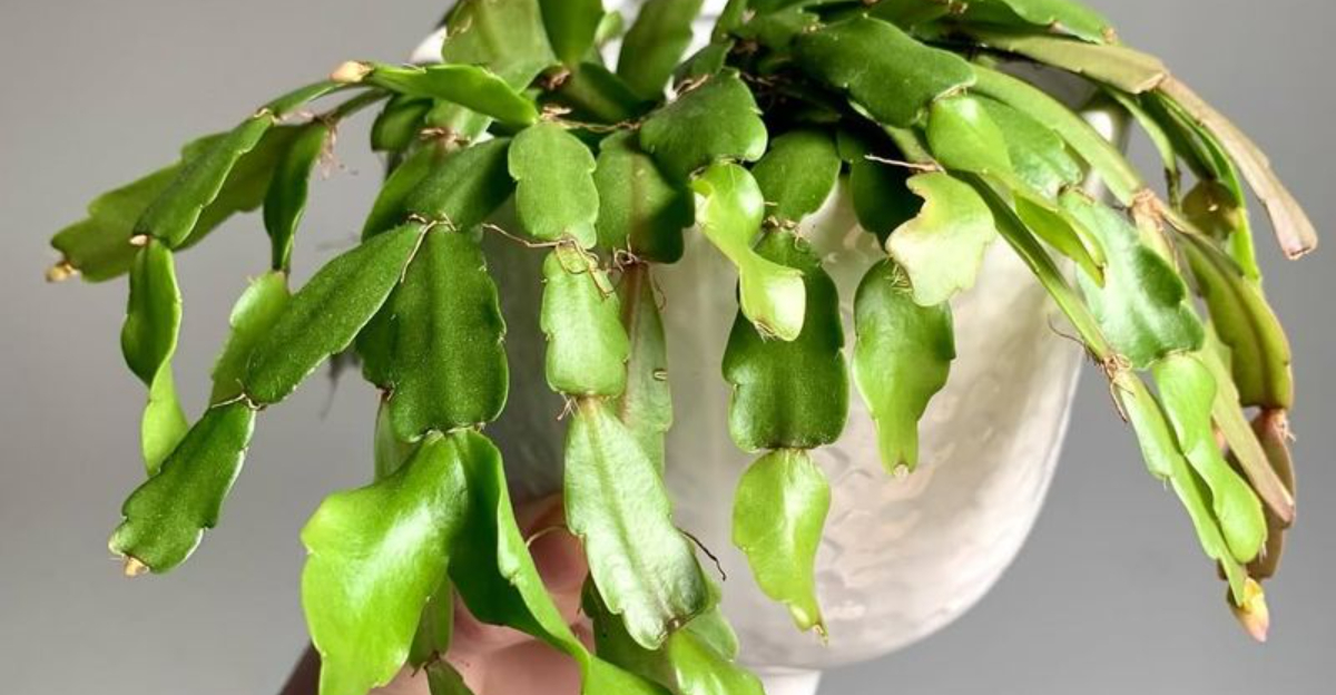 Why Christmas Cactus Buds Keep Dropping In Michigan Homes — And How To Fix It Fast