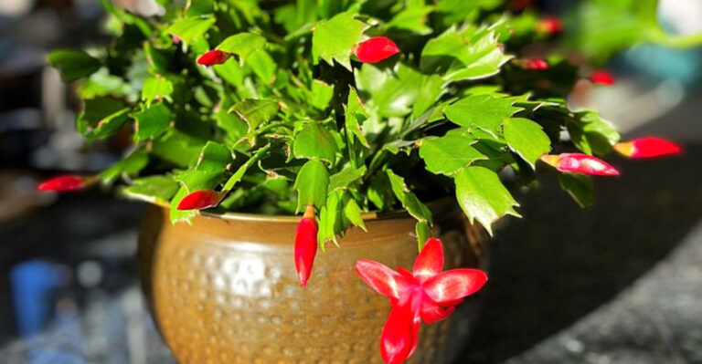 Christmas cactus (featured image)