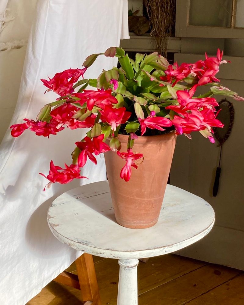 It Thrives Indoors During Arizona Winters