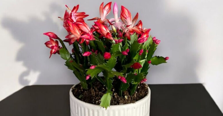 christmas cactus on the table