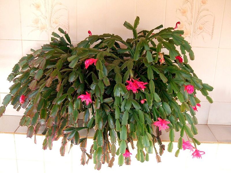 How Cooler Temperatures Trigger Bud Formation