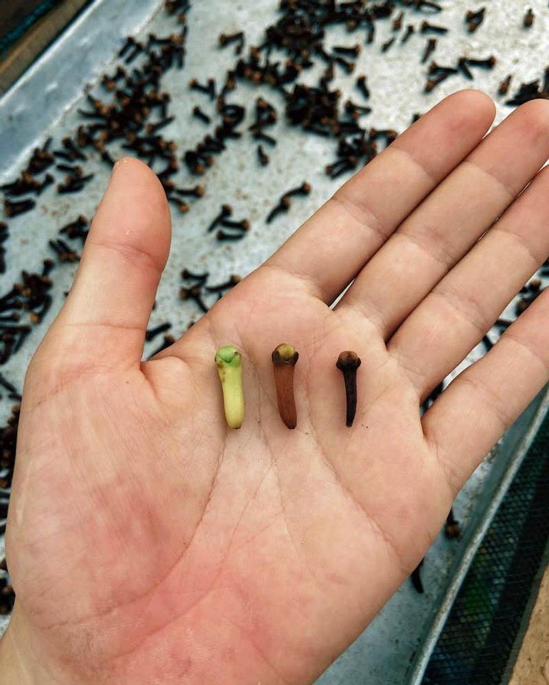 What You Need Before You Start Planting Cloves