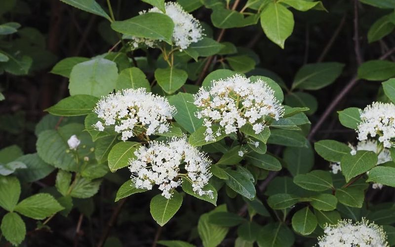 The One Trait Experts Look For When Choosing Shrubs For Extreme Cold