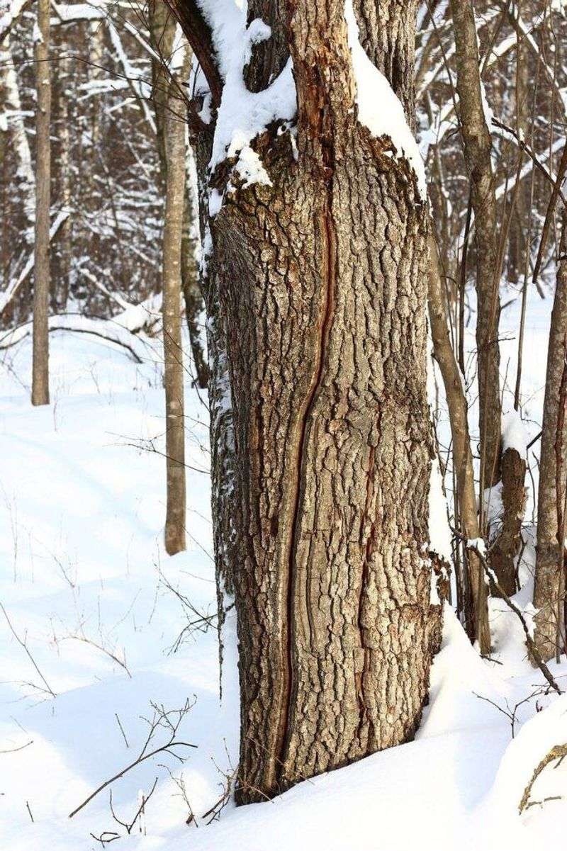 Sudden Temperature Swings Stress Tree Bark