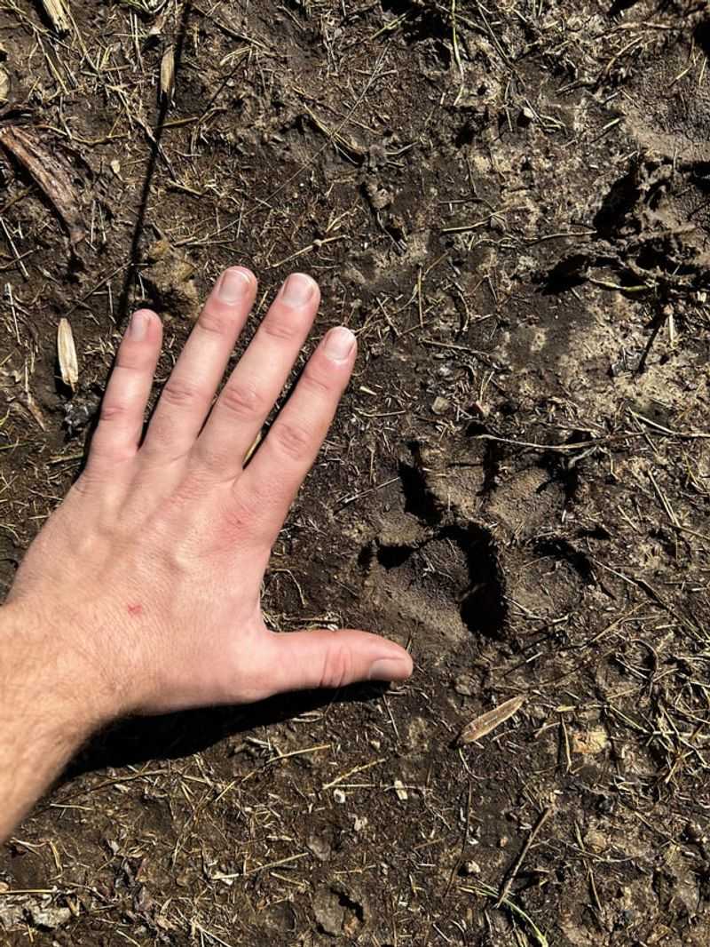 How To Tell Coyote Tracks Apart From Dog Prints