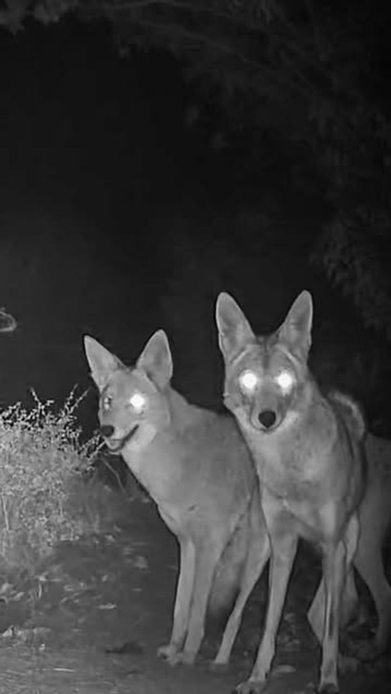 What Time Of Night Coyotes Typically Pass Through Suburbs
