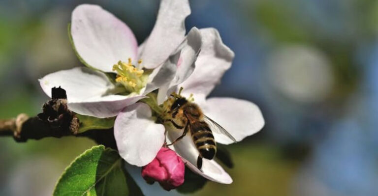 bee on crabapple tree