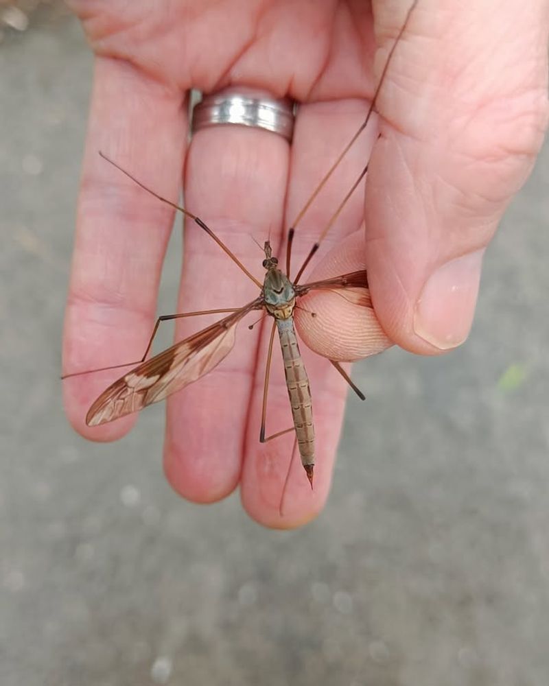 Wet Weather Creates Perfect Breeding Conditions