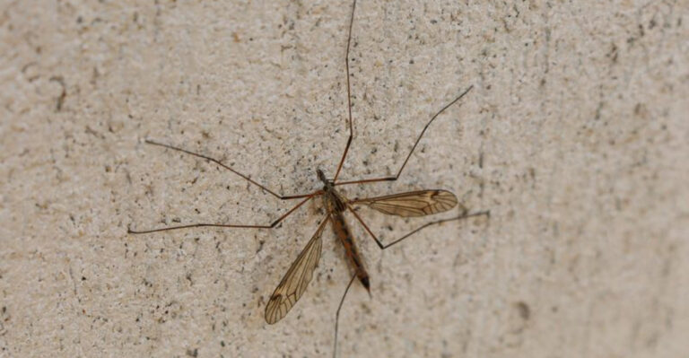 Crane flies (featured image)