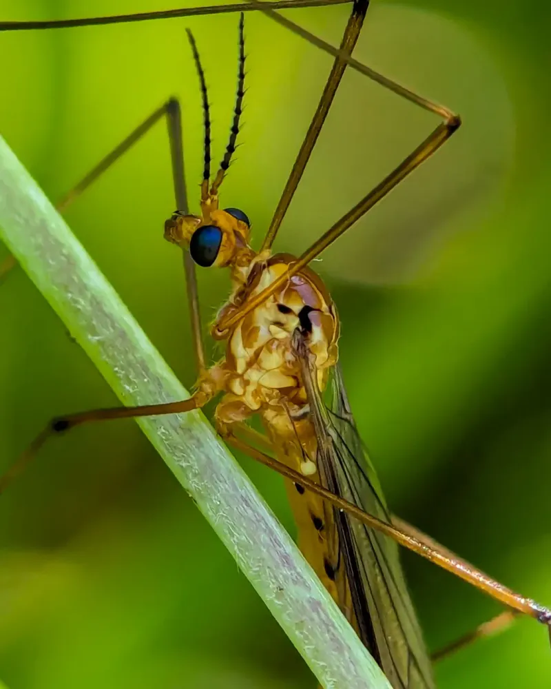 The Short Lifespan Of A Crane Fly Explained