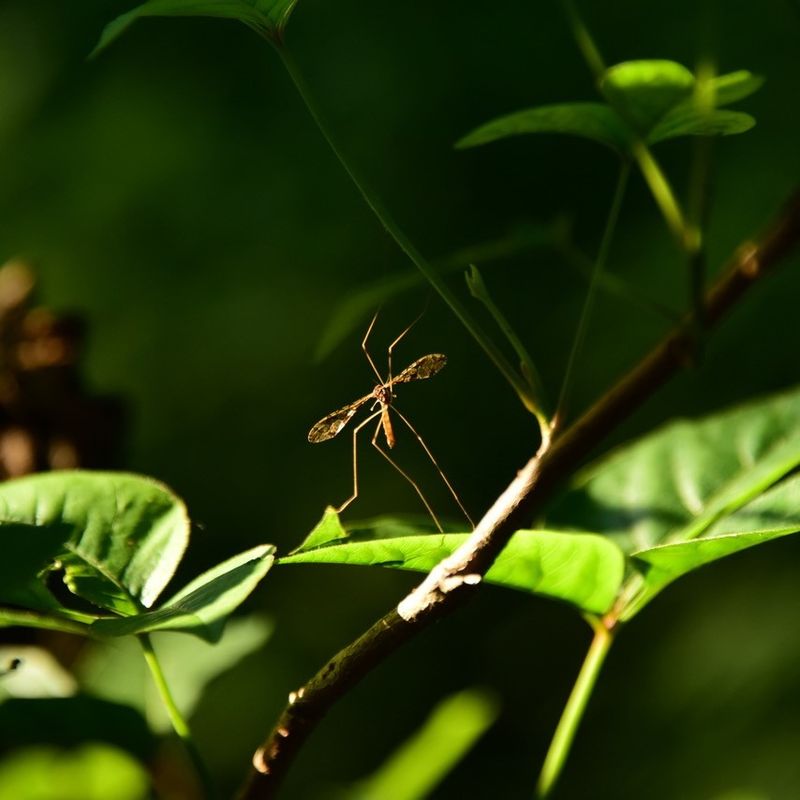 The Common Lawn Insect People Eliminate By Mistake