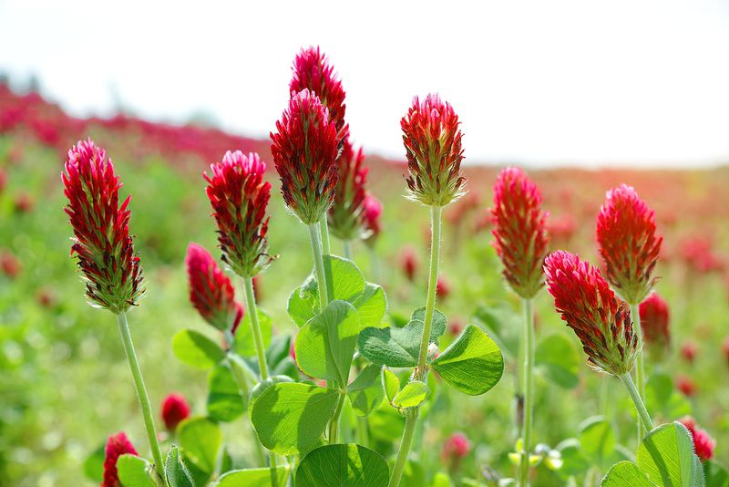 How Late Winter Sowing Gives Crimson Clover A Head Start
