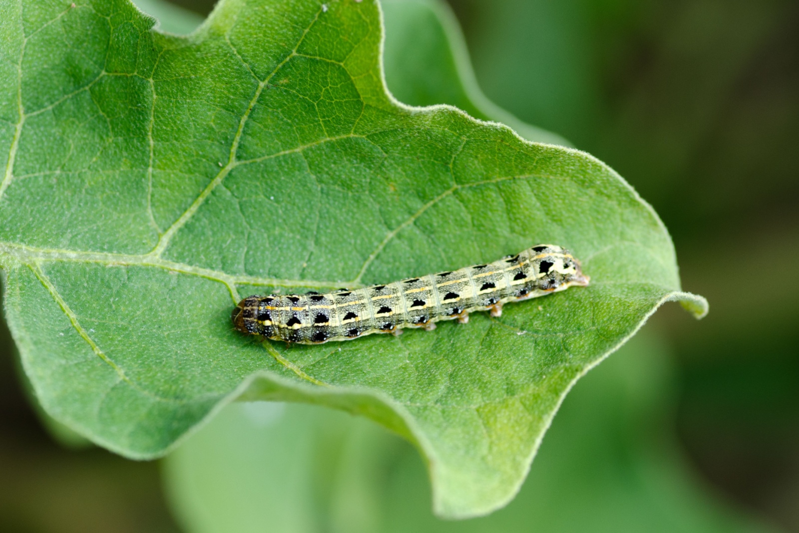 cutworm on vegetable leaf