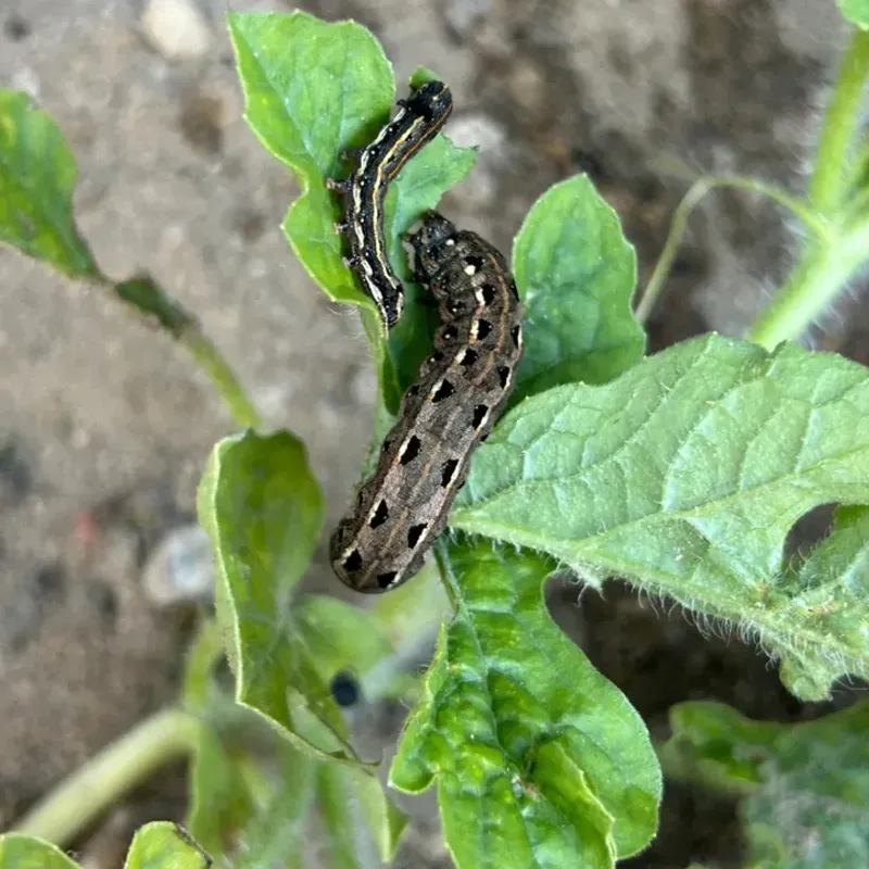 Rising Winter Temperatures Shorten Dormancy Periods