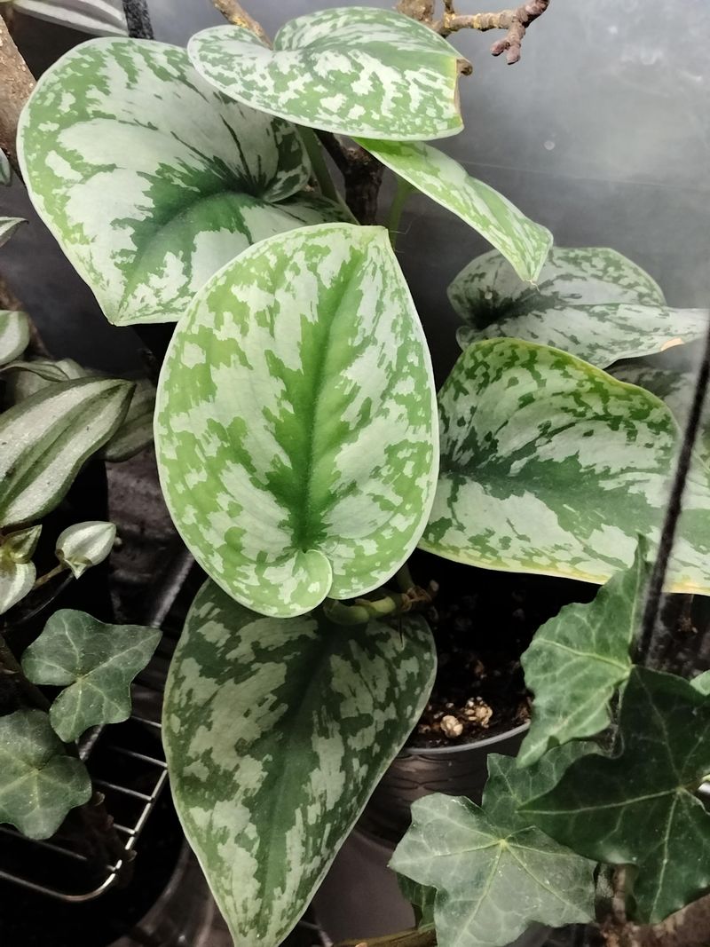 Natural Leaf Patterning That Looks Silvery Under Indoor Light