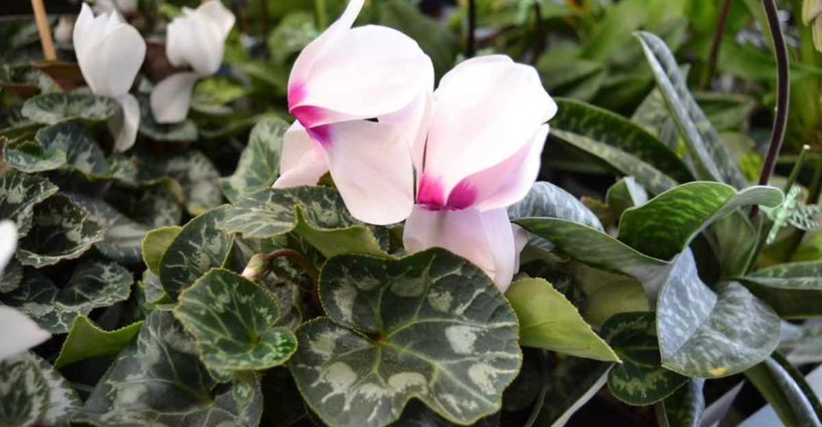 Why Cyclamen Leaves Turn Silvery In Georgia Homes — And When You Shouldn’t Worry