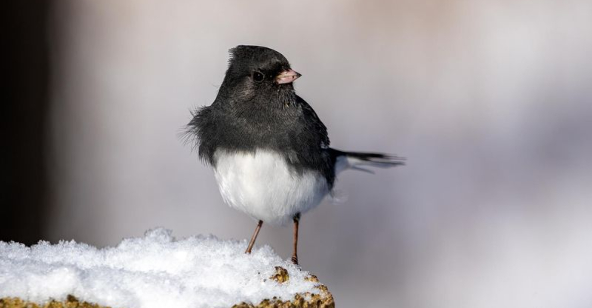 Why Dark Eyed Juncos Come Back To New York Each Winter