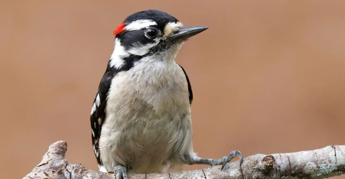 Why Downy Woodpeckers Are More Active In Ohio Yards This Winter