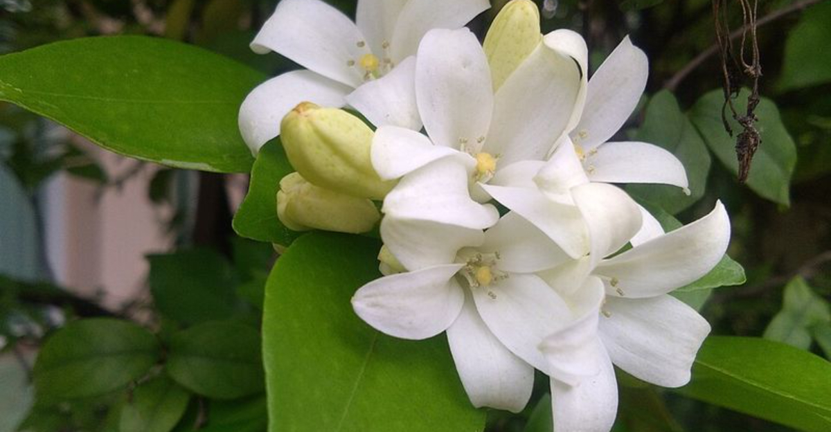 Why “Emotion-Friendly” Planting Is Growing Popular In North Carolina