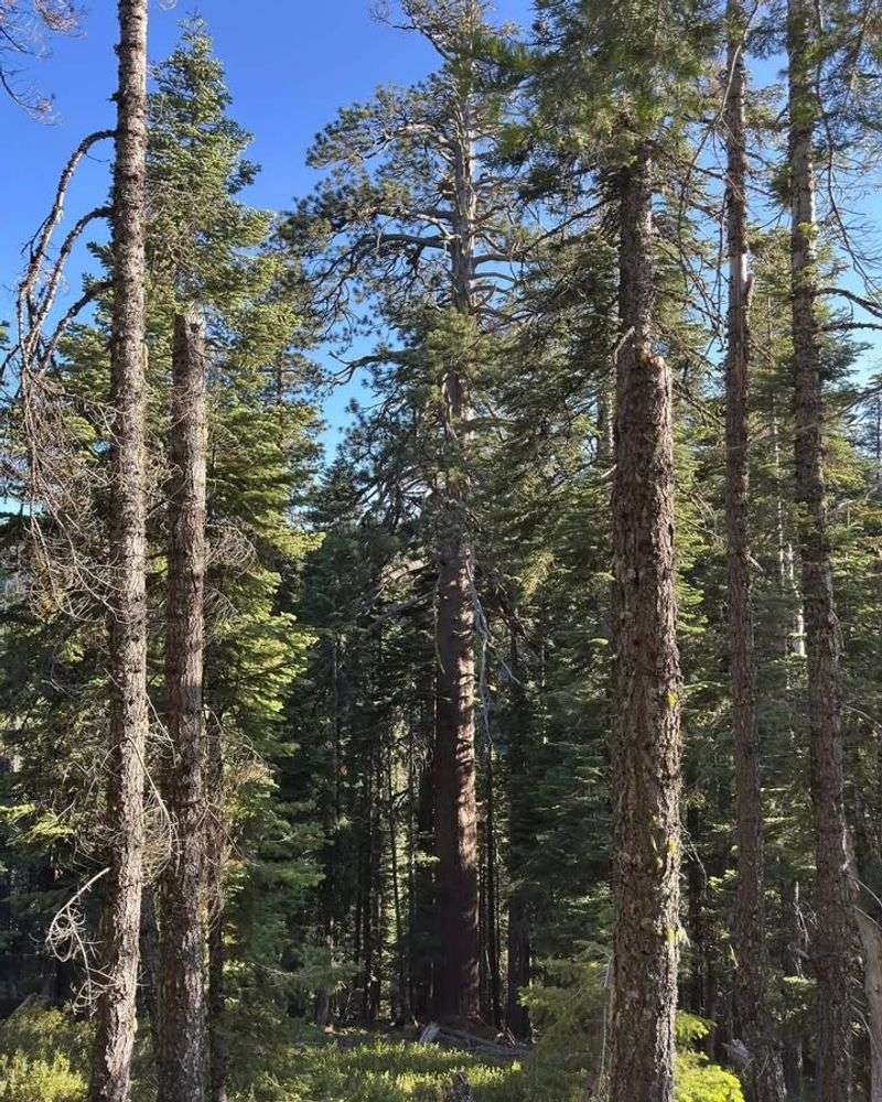 Extended Drought Conditions Affecting Root Systems