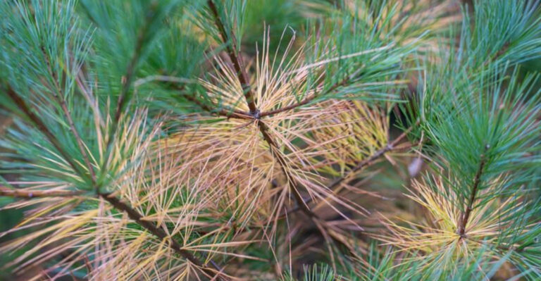 evergreen trees dropping needles