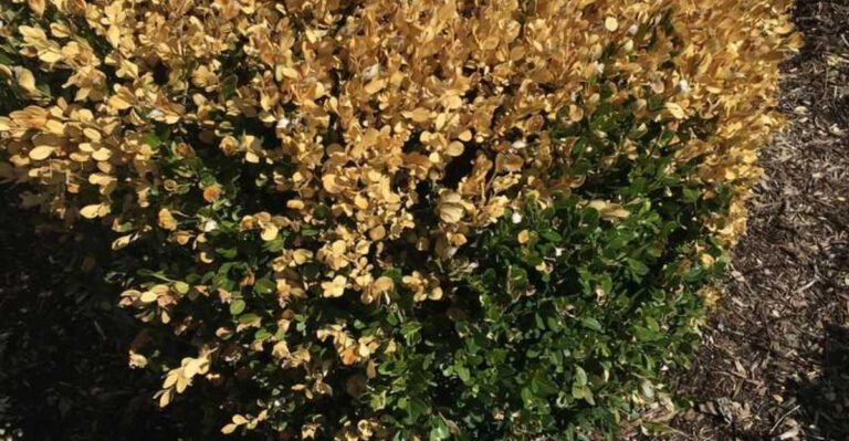 boxwood blight