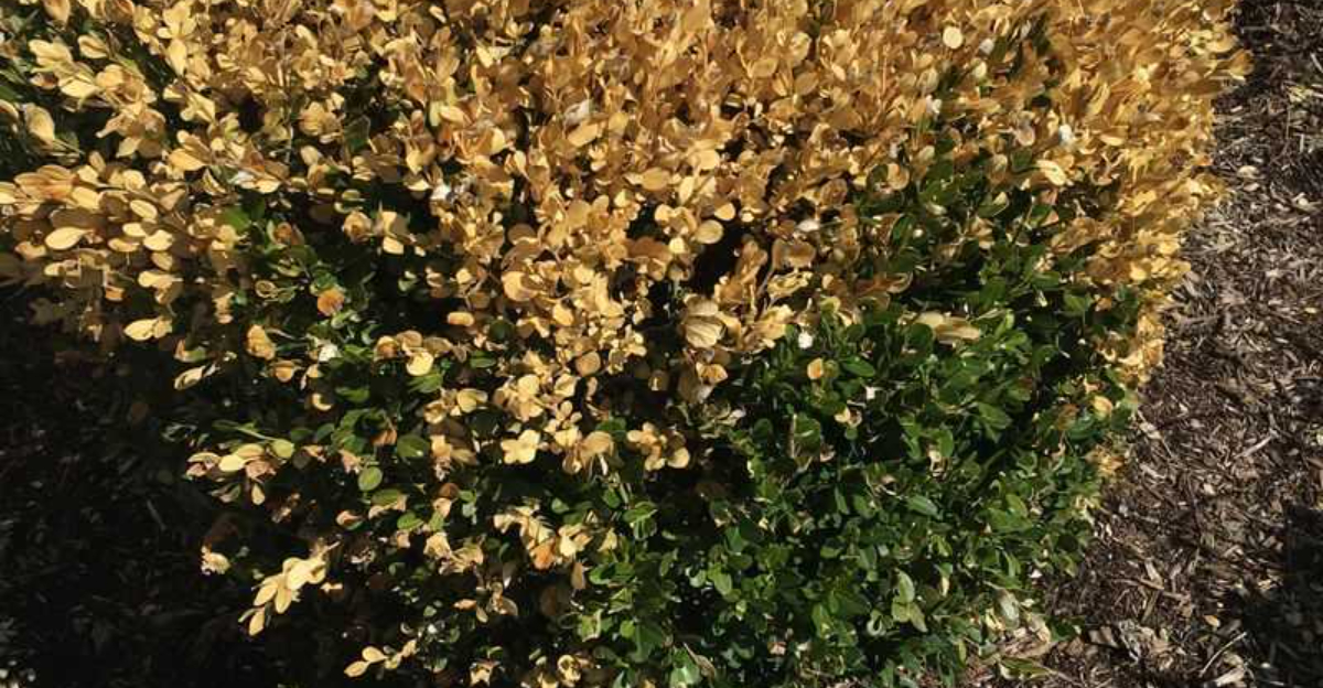 Why Experts Are Warning Tennessee Homeowners About A New Shrub Fungus
