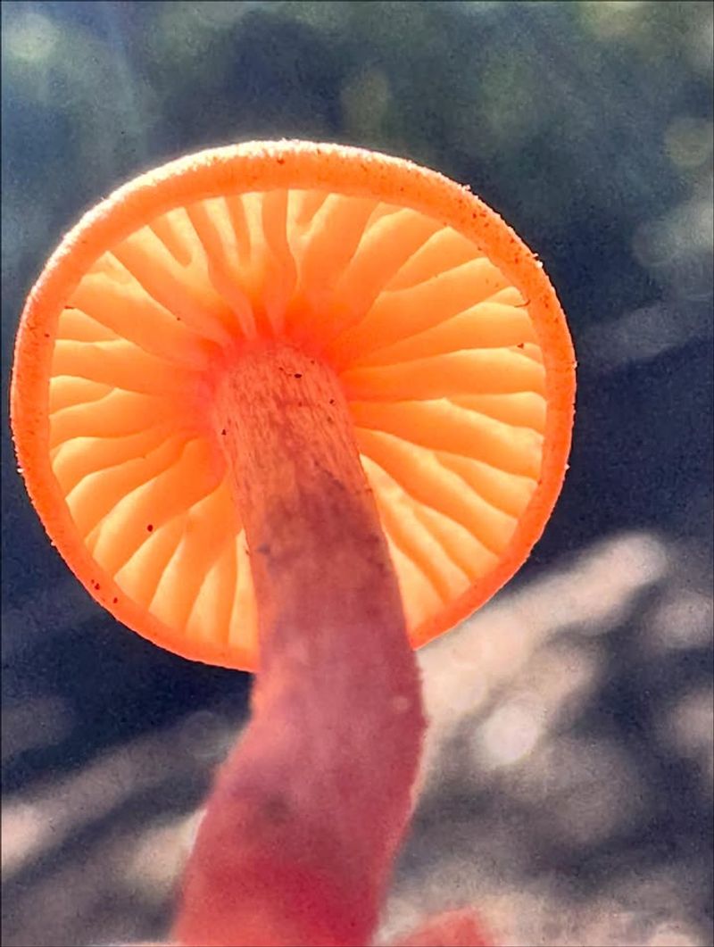 Observing Nature's Cycle In Your Own Backyard