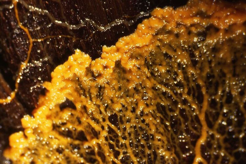 Similar Organisms You Might Encounter