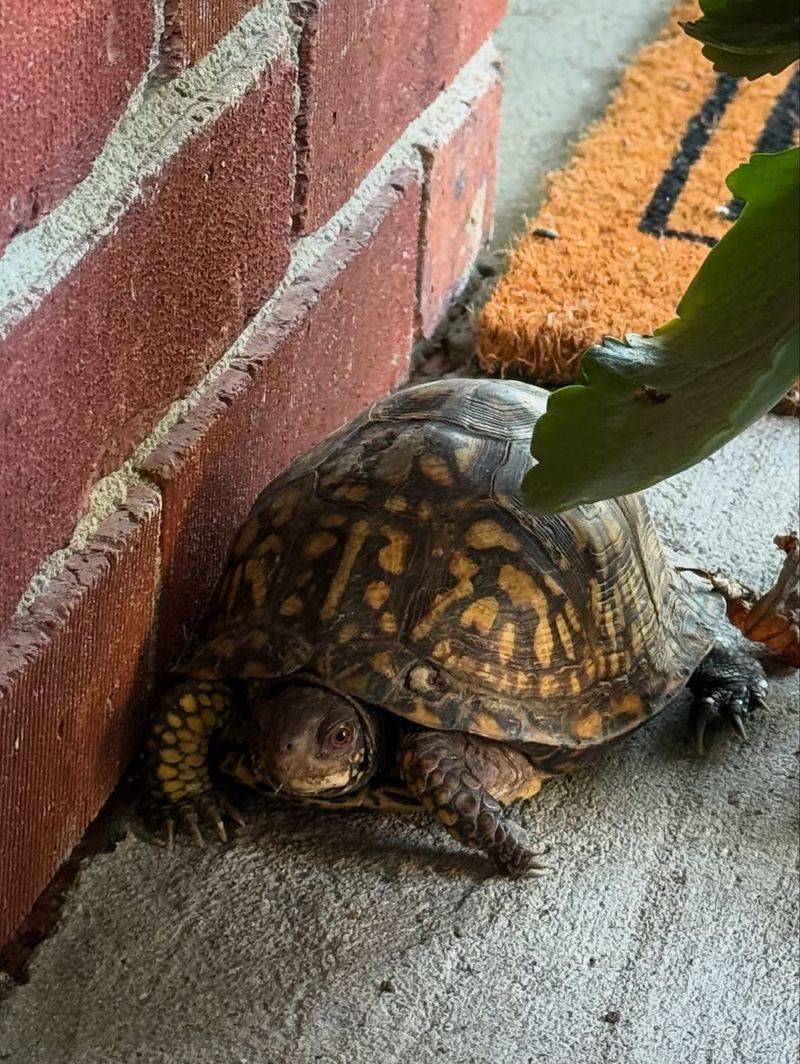 Signs The Turtle Is Just Passing Through And Doesn't Need Help