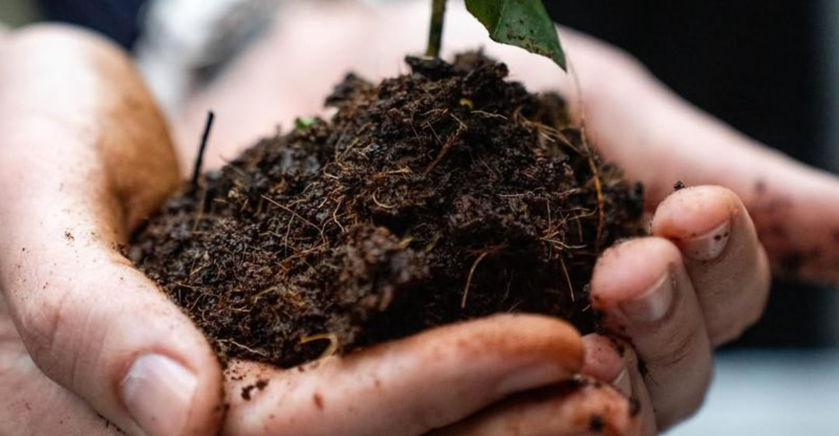 Why Florida Gardeners Use Coffee Grounds Around Plants In December