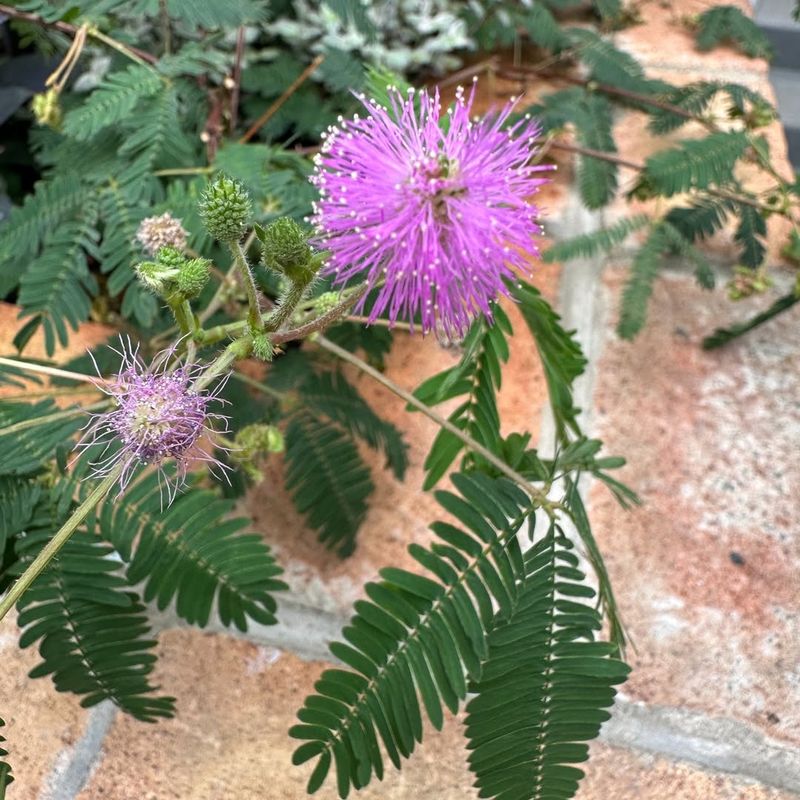 Where Mimosa pudica Normally Grows In The Wild
