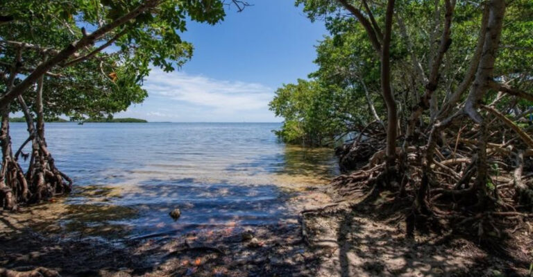 mangrove in florida