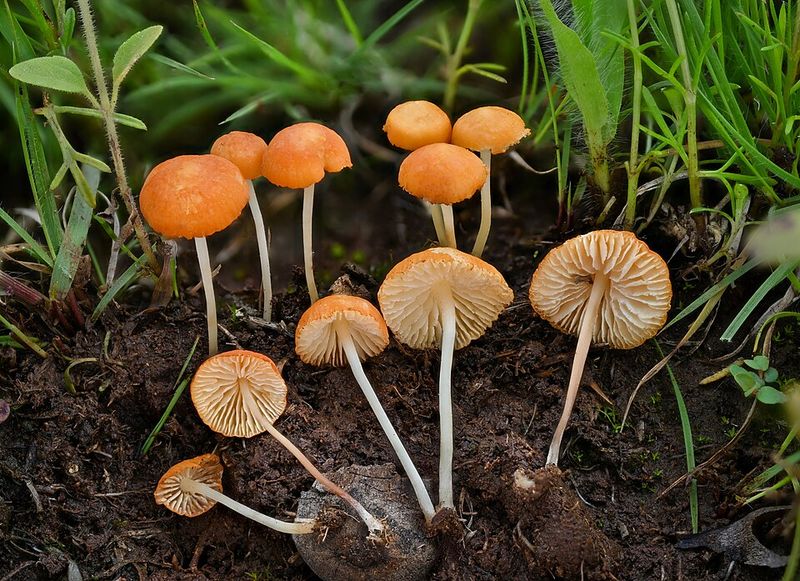 How Organic Matter Feeds These Fungi